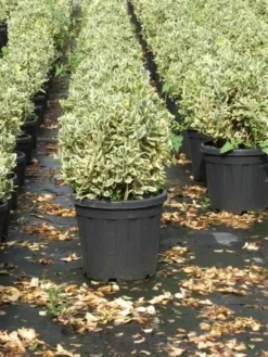 Kardinaalshoed Als Bol (Euonymus Japonicus 'Bravo') -Planten Verkoopwinkel euonymus japonicus bravo 1