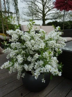 Exochorda (Exochorda Macrantha 'The Bride') -Planten Verkoopwinkel exochorda 10