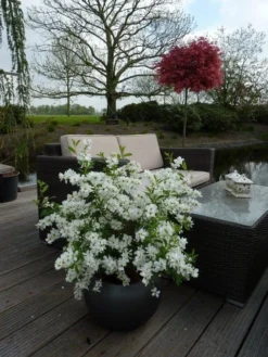 Exochorda (Exochorda Macrantha 'The Bride') -Planten Verkoopwinkel exochorda 11