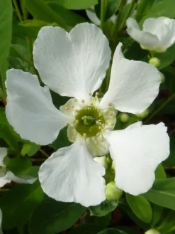 Exochorda (Exochorda Macrantha 'The Bride') -Planten Verkoopwinkel exochorda 2
