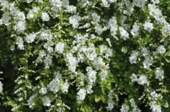Exochorda (Exochorda Macrantha 'The Bride')
