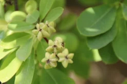 Exochorda (Exochorda Macrantha 'The Bride') -Planten Verkoopwinkel exochorda macrantha the bride 1