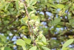 Exochorda (Exochorda Macrantha 'The Bride') -Planten Verkoopwinkel exochorda macrantha the bride 2