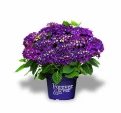 Hortensia Paars (Hydrangea 'Forever&Ever') -Planten Verkoopwinkel f e packshot purple rgb
