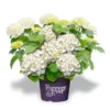 Hortensia Wit (Hydrangea 'Forever&Ever')