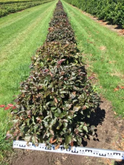 Rode Beuk Als Bolvorm (Fagus Sylvatica 'Atropunicea') -Planten Verkoopwinkel fagus syl. atropunicea 60 cm breed platte bol drkl