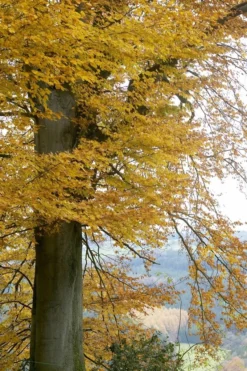 Beukenboom (Fagus Sylvatica) -Planten Verkoopwinkel fagus sylvatica02