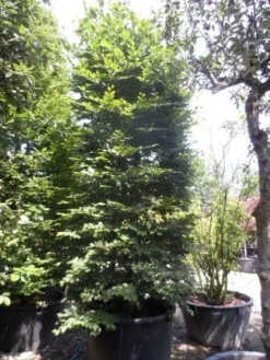 Beukenboom (Fagus Sylvatica) -Planten Verkoopwinkel fagus sylvatica 300 350 c500 zuil