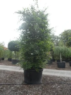 Beukenboom (Fagus Sylvatica) -Planten Verkoopwinkel fagus sylvatica 300 350 c750 zuil