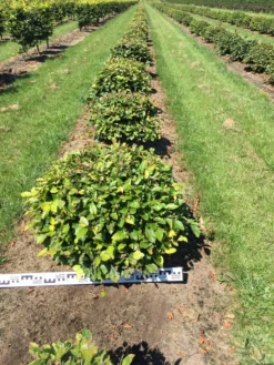Beuk Als Bolvorm (Fagus Sylvatica)