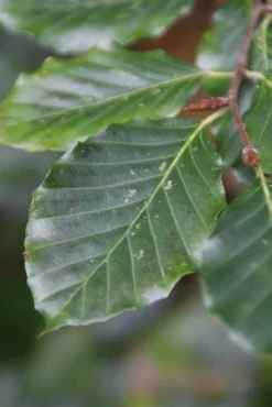 Beukenboom (Fagus Sylvatica) -Planten Verkoopwinkel fagus sylvatica 5