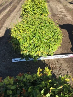 Beuk Als Bolvorm (Fagus Sylvatica) -Planten Verkoopwinkel fagus sylvatica 90 cm breed platte bol drkl 2