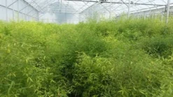 Bamboe (Fargesia Rufa) -Planten Verkoopwinkel fargesia