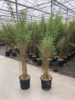 Niet Woekerende Bamboe (Fargesia 'Jiuzhaigou') -Planten Verkoopwinkel fargesia jiu