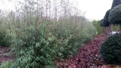 Niet Woekerende Bamboe (Fargesia 'Jiuzhaigou') -Planten Verkoopwinkel fargesia jiuzaghou 4 1