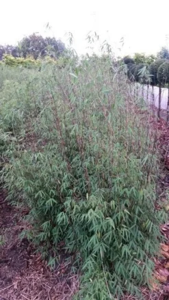 Niet Woekerende Bamboe (Fargesia 'Jiuzhaigou') -Planten Verkoopwinkel fargesia jiuzaghou 4 2