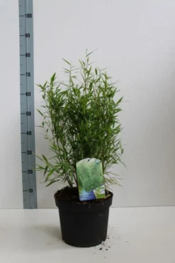 Niet Woekerende Bamboe (Fargesia Murieliae 'Bimbo') -Planten Verkoopwinkel fargesia mur bimbo 40 60 co. 5l kopie