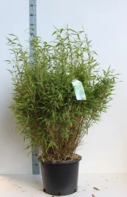 Niet Woekerende Bamboe (Fargesia Murieliae 'Bimbo') -Planten Verkoopwinkel fargesia mur bimbo 80 100 cm co. 25l kopie