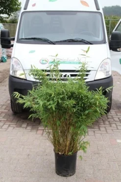 Niet Woekerende Bamboe (Fargesia Murieliae 'Simba') -Planten Verkoopwinkel fargesia murieliae simba 2