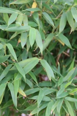 Niet Woekerende Bamboe (Fargesia Murieliae 'Simba') -Planten Verkoopwinkel fargesia murieliae simba 3