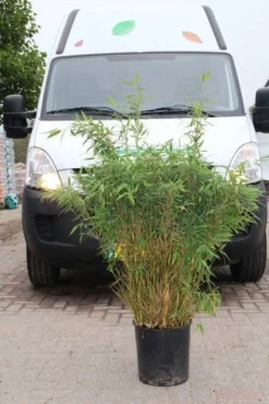 Niet Woekerende Bamboe (Fargesia Murieliae 'Simba') -Planten Verkoopwinkel fargesia murieliae simba 4