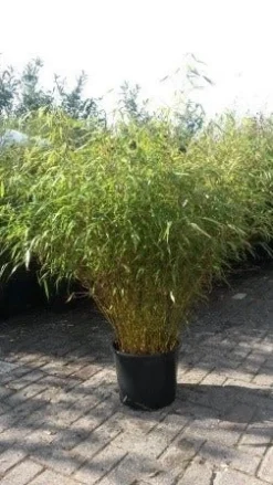Bamboe (Fargesia Rufa) -Planten Verkoopwinkel fargesia rufa 1