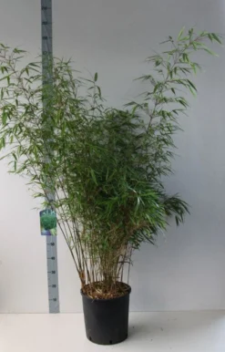 Bamboe (Fargesia Rufa) -Planten Verkoopwinkel fargesia rufa 125 150 co. 18l kopie kopie