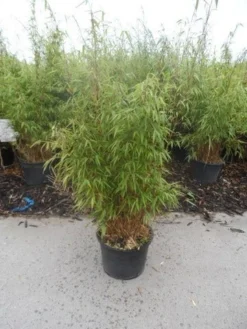 Bamboe (Fargesia Rufa) -Planten Verkoopwinkel fargesia rufa 80 100 125 c12