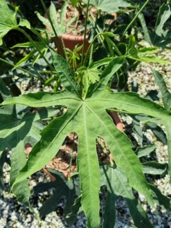 Vingerplant (Fatsia Polycarpa 'Green Fingers') -Planten Verkoopwinkel fatisa polycarpa green fingers 2 1