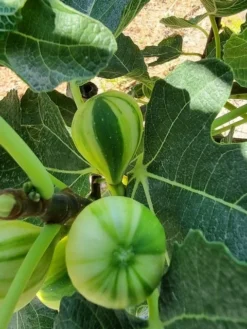 Vijg (Ficus Carica 'Panache') -Planten Verkoopwinkel ficus caira panachee 2 1