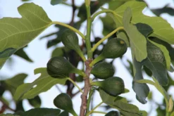 Vijg (Ficus Carica) -Planten Verkoopwinkel ficus carica 2