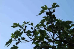 Vijg Op Stam (Ficus Carica) -Planten Verkoopwinkel ficus carica 3