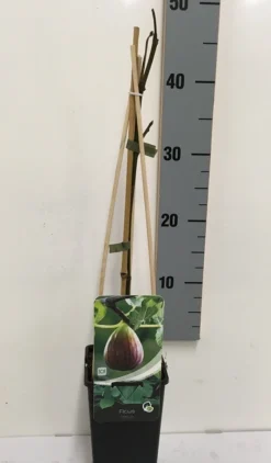 Vijg (Ficus Carica) -Planten Verkoopwinkel ficus carica 50 60 c2 1