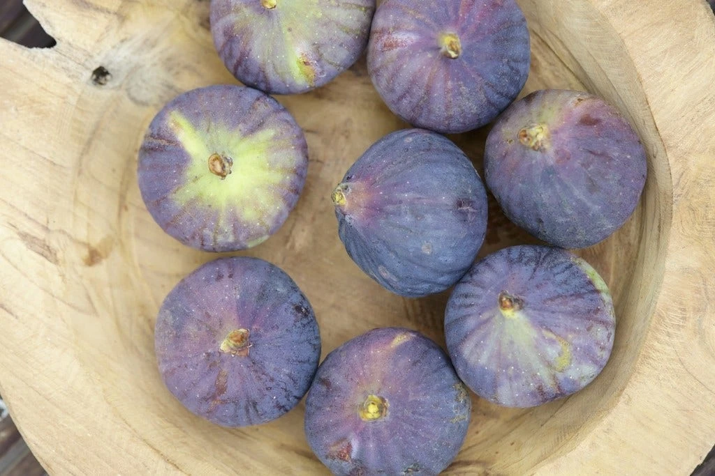 Vijg (Ficus Carica 'Rouge De Bordeaux') 2 Vijg (Ficus Carica 'Rouge De Bordeaux') - Afbeelding 2