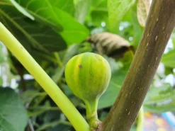 Vijg (Ficus Carica 'Panache') -Planten Verkoopwinkel ficuscaricapanache01 1