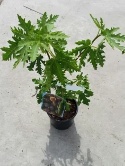 Vijg (Ficus Carica 'Ice Crystal') -Planten Verkoopwinkel ficusicecrystal03