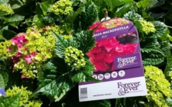 Hortensia Rood (Hydrangea 'Forever&Ever') -Planten Verkoopwinkel foreverandever red01b 1