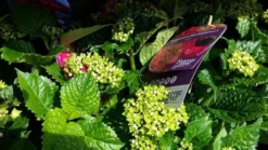 Hortensia Rood (Hydrangea 'Forever&Ever') -Planten Verkoopwinkel foreverandever red02 2