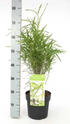 Smalbladige Vuilboom (Frangula Alnus 'Fine Line') -Planten Verkoopwinkel frangula alnus fine line 2