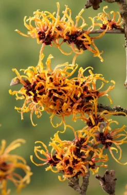 Toverhazelaar (Hamamelis Intermedia 'Orange Beauty') -Planten Verkoopwinkel gaar00221