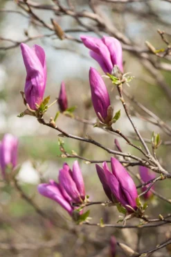 Magnolia Als Boom (Magnolia 'Susan') -Planten Verkoopwinkel gaar00675