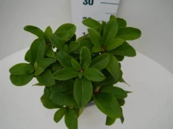 Rhododendron (Rhododendron 'Germania') -Planten Verkoopwinkel germania c2 boven 1