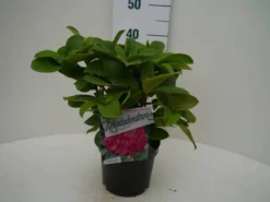 Rhododendron (Rhododendron 'Germania') 22 Rhododendron (Rhododendron 'Germania') -Planten Verkoopwinkel germania c2 voor