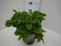 Rhododendron (Rhododendron 'Germania') -Planten Verkoopwinkel germania c2 zij 1