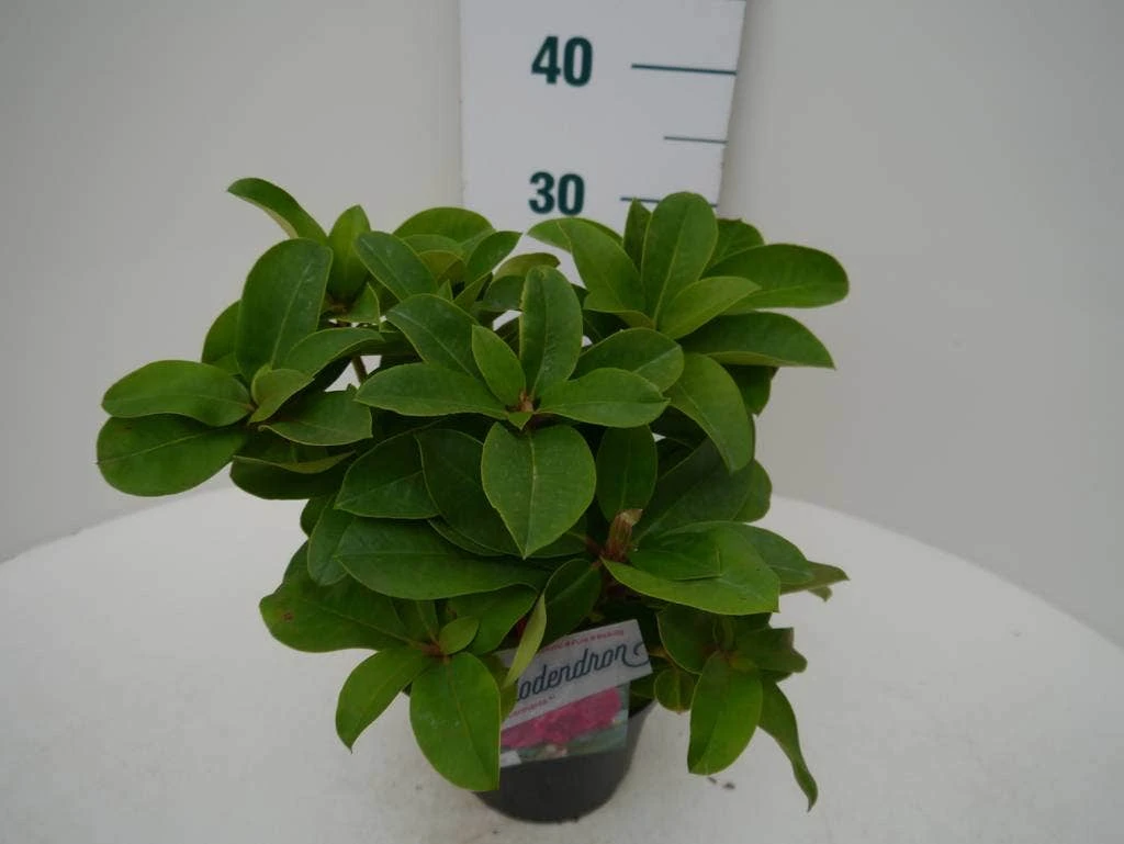 Rhododendron (Rhododendron 'Germania') 4 Rhododendron (Rhododendron 'Germania') - Afbeelding 4