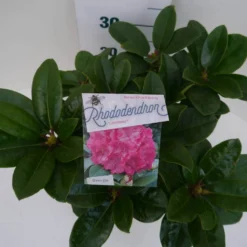 Rhododendron (Rhododendron 'Germania') -Planten Verkoopwinkel germania c5 boven 1