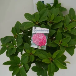 Rhododendron (Rhododendron 'Germania') -Planten Verkoopwinkel germania c7.5 boven 1