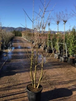 Japanse Notenboom, Meerstammig (Ginkgo Biloba) 15 Japanse Notenboom, Meerstammig (Ginkgo Biloba) -Planten Verkoopwinkel gingko bilobo meerstammig 200 250cm30