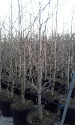 Japanse Notenboom, Meerstammig (Ginkgo Biloba) 20 Japanse Notenboom, Meerstammig (Ginkgo Biloba) -Planten Verkoopwinkel ginkgo biloba meerstammig