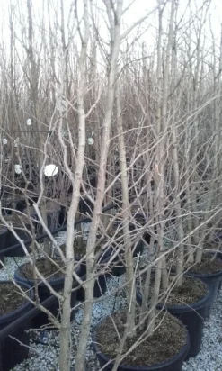 Japanse Notenboom, Meerstammig (Ginkgo Biloba) 17 Japanse Notenboom, Meerstammig (Ginkgo Biloba) -Planten Verkoopwinkel ginkgo biloba meerstammig 2